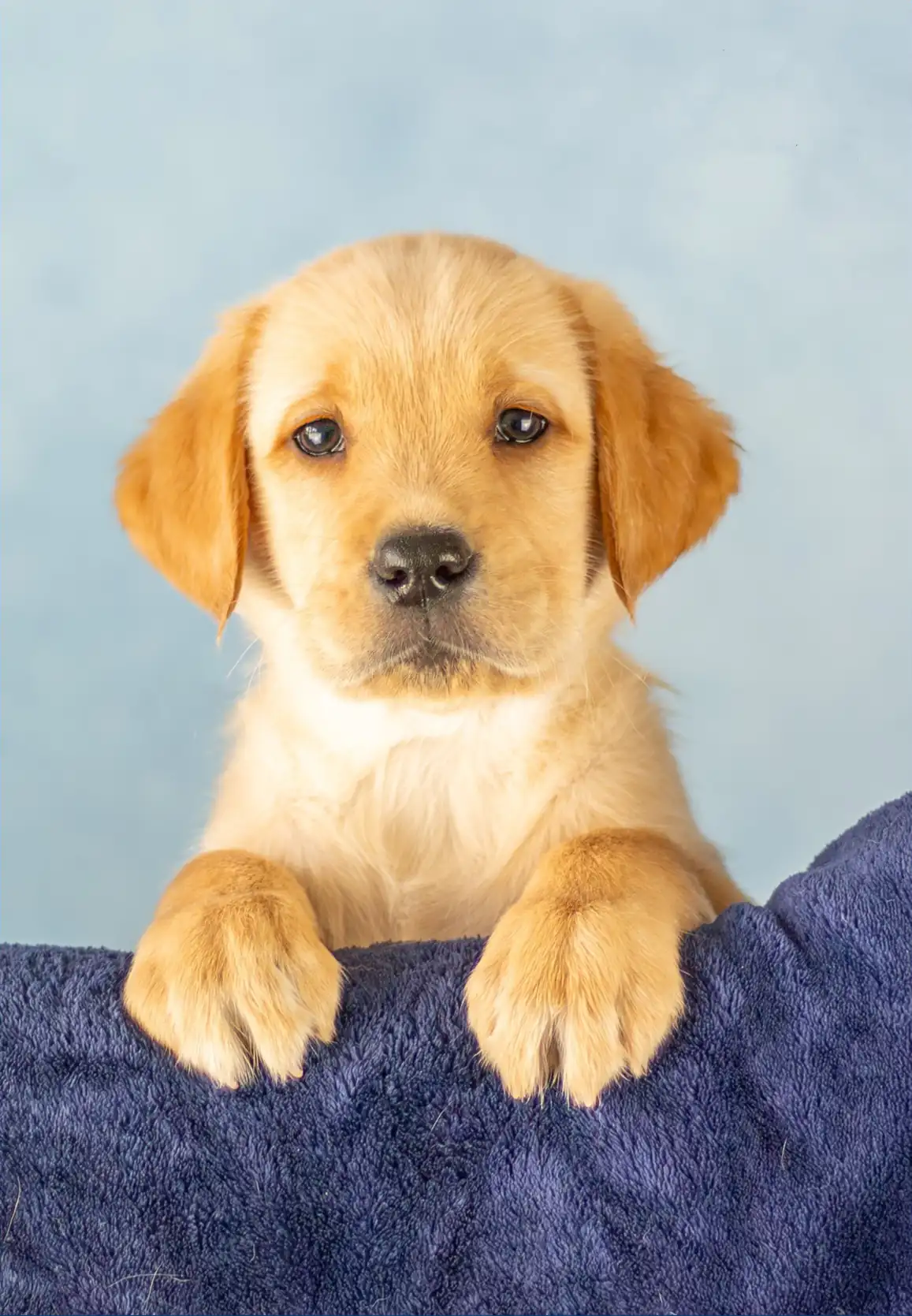 Dobby 1st pawtrait 378564.webp